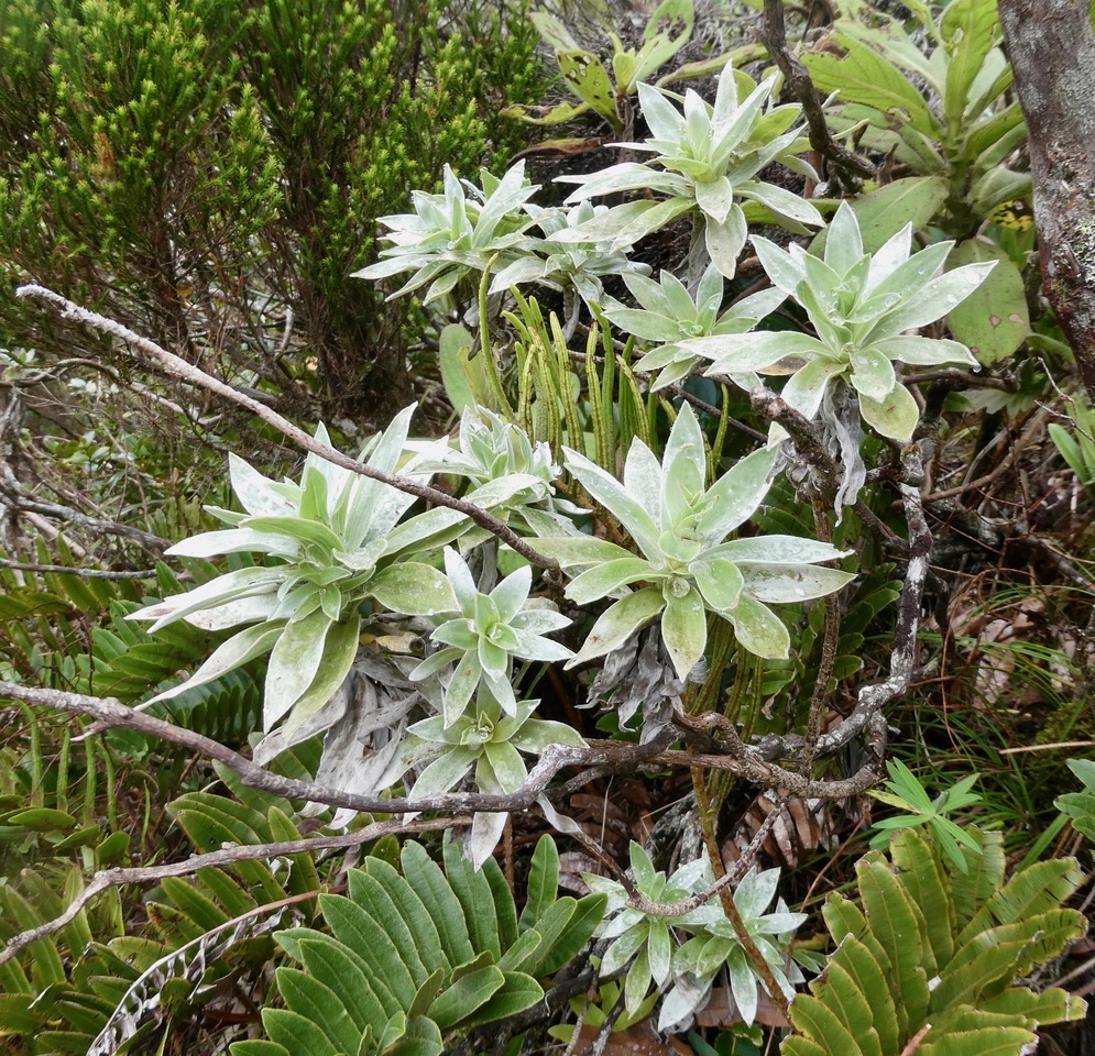Helichrysum heliotropifolium  Velours  blanc  .asteraceae Endémique  Réunion (1).jpeg