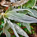 Helichrysum heliotropifolium  Velours  blanc  .asteraceae Endémique  Réunion.jpeg