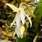 Jumellea triquetra .orchidaceae.endémique Réunion. (1).jpeg