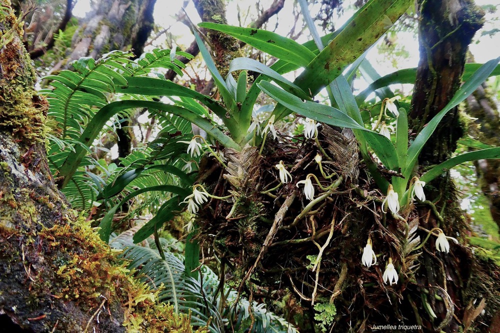 Jumellea triquetra .orchidaceae.endémique Réunion..jpeg