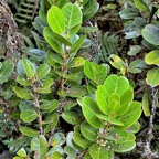 Melicope coodeana. (Euodia simplex ).bois de catafaille à petites feuilles .rutaceae. endémique Réunion. (1).jpeg