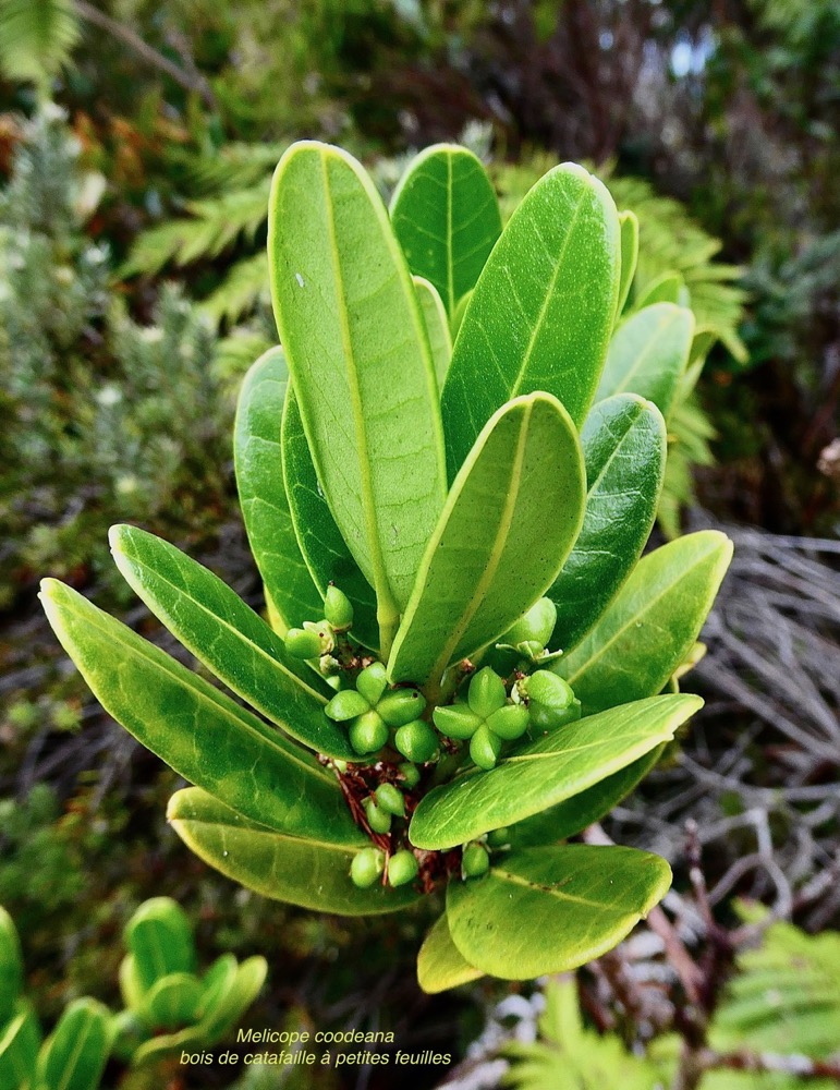 Melicope coodeana. (Euodia simplex ).bois de catafaille à petites feuilles .rutaceae. endémique Réunion. (2).jpeg