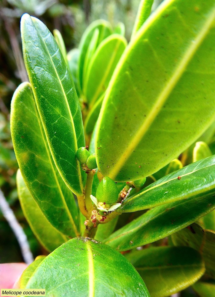 Melicope coodeana. (Euodia simplex ).bois de catafaille à petites feuilles .rutaceae. endémique Réunion. (3).jpeg