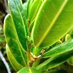 Melicope coodeana. (Euodia simplex ).bois de catafaille à petites feuilles .rutaceae. endémique Réunion. (3).jpeg