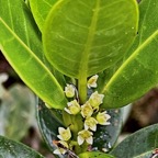 Melicope coodeana. (Euodia simplex ).bois de catafaille à petites feuilles .rutaceae. endémique Réunion..jpeg