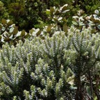 Phylica nitida  ambaville bâtard.(au premier plan ).rhamnaceae.endémique Réunion Maurice. Dombeya sp à l'arrière..jpeg