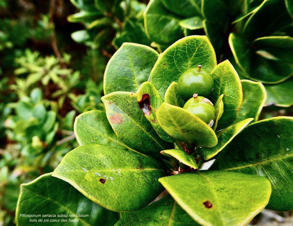 Pittosporum senacia.subsp reticulatum.bois de joli coeur des hauts.( avec fruits verts )pittosporaceae.endémique Réunion..jpeg