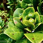 Pittosporum senacia.subsp reticulatum.bois de joli coeur des hauts.( avec fruits verts )pittosporaceae.endémique Réunion..jpeg