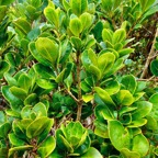 Pittosporum senacia.subsp reticulatum.bois de joli coeur des hauts.pittosporaceae.endémique Réunion..jpeg