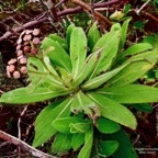 Psiadia anchusifolia.tabac marron.asteraceae;endémique Réunion.jpeg