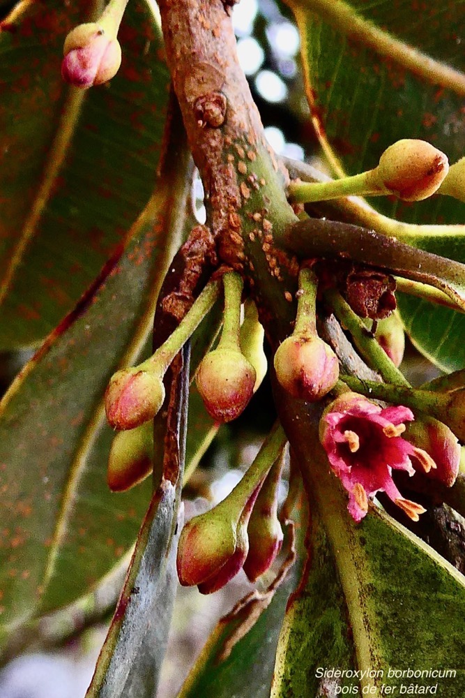 Sideroxylon borbonicum  Bois de fer bâtard .natte coudine . ( fleurs  et boutons floraux ) sapotaceae.endémique Réunion.jpeg