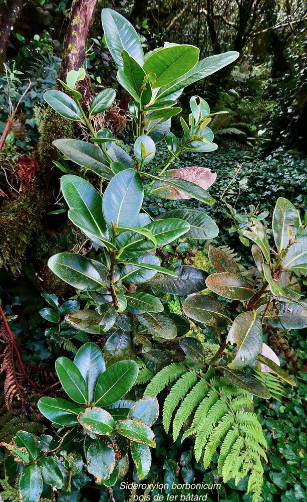 Sideroxylon borbonicum  Bois de fer bâtard .natte coudine .sapotaceae.endémique Réunion (1).jpeg