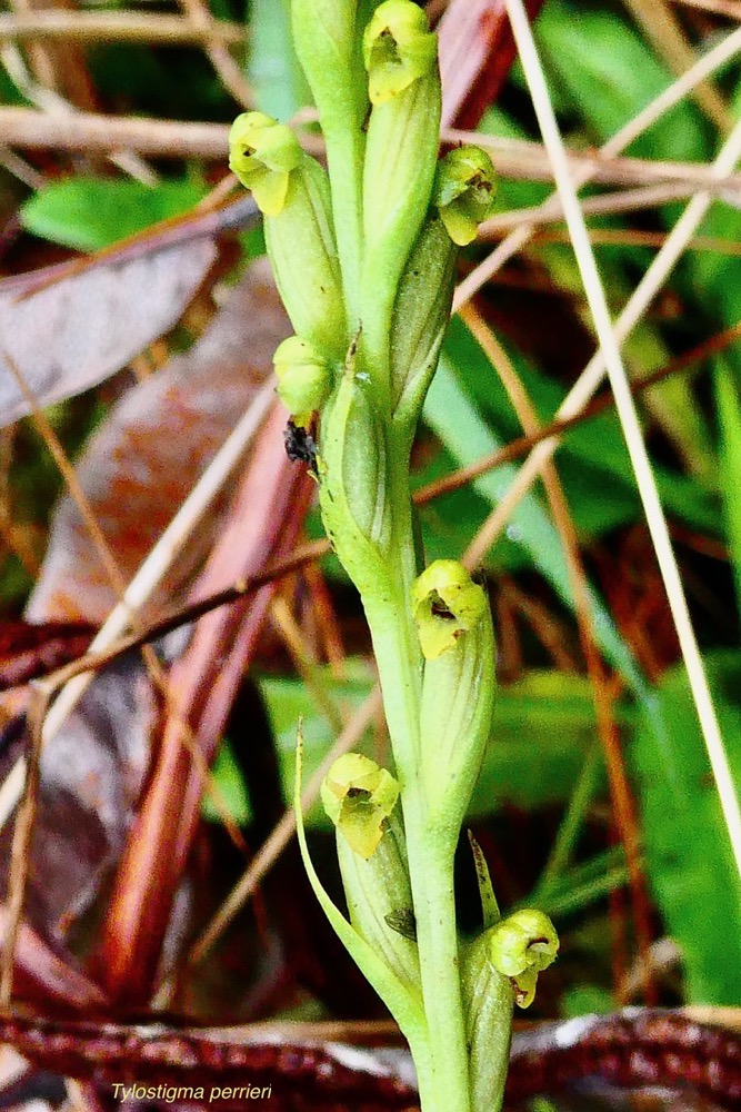 Tylostigma perrieri Schltr.Orchidaceae.endémique Madagascar et Mascareignes. (1).jpeg