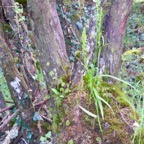 4. ??? Benthamia spiralis (Thouars) - - ORHICACEA - A. Rich. Madagascar, La Réunion, Maurice.jpeg