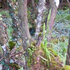 5. ???Benthamia spiralis (Thouars) - - ORHICACEA - A. Rich. Madagascar, La Réunion, Maurice.jpeg