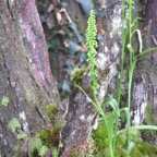 6. ??? Benthamia spiralis (Thouars) - - ORHICACEA - A. Rich. Madagascar, La Réunion, Maurice.jpeg