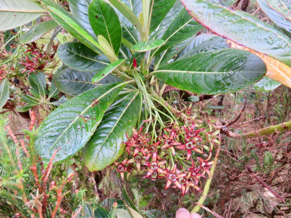 10. Fruits en formation de Forgesia racemosa - Bois de Laurent Martin - Escalloniacée - B.jpeg