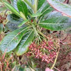 10. Fruits en formation de Forgesia racemosa - Bois de Laurent Martin - Escalloniacée - B.jpeg