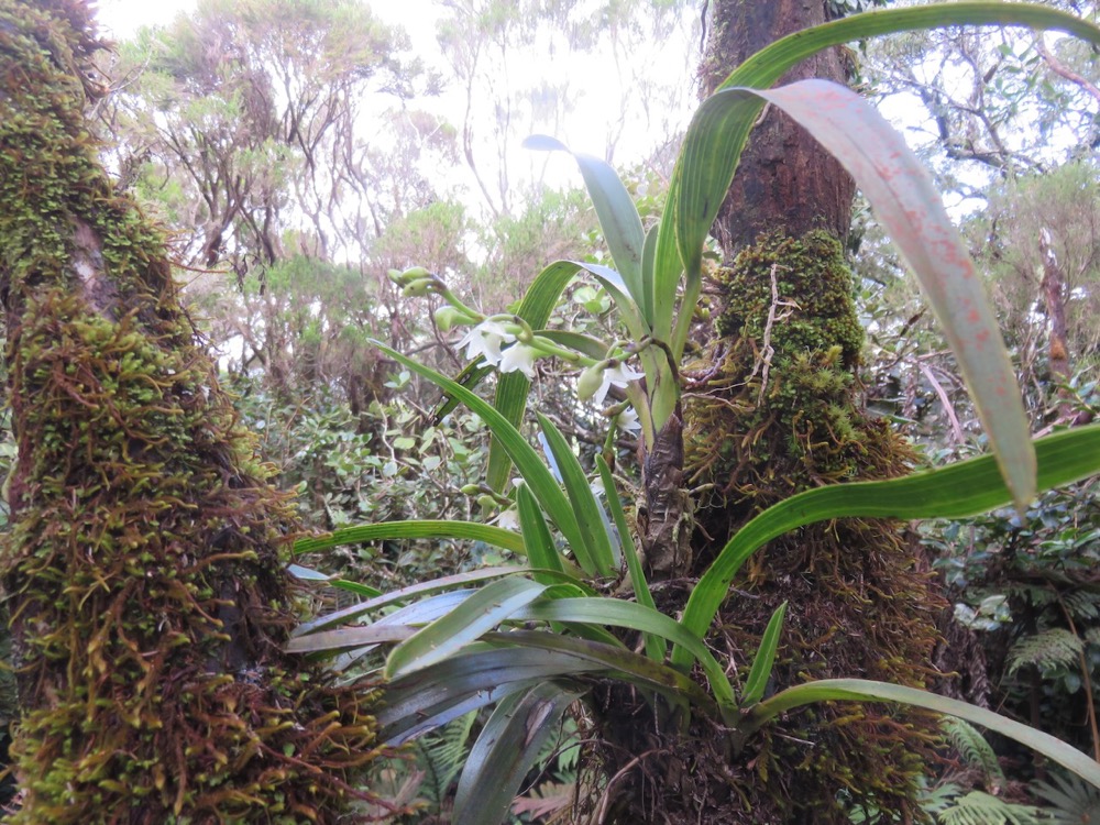 12. Angraecum striatum - Ø - Orchidaceae.jpeg