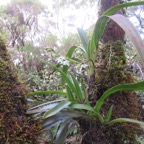 12. Angraecum striatum - Ø - Orchidaceae.jpeg