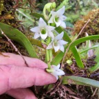 13. Angraecum striatum - Ø - Orchidaceae.jpeg