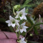 14. Angraecum striatum - Ø - Orchidaceae.jpeg