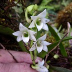 15. Angraecum striatum - Ø - Orchidaceae.jpeg