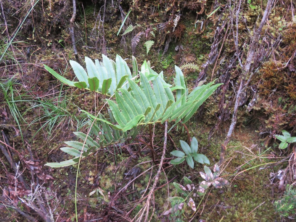 23. Jeune Parablechnum marginatum (ex. Blechnum marginatum) - Ø - Blechnaceae - Endémique La Réunion.jpeg