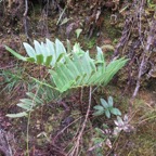 23. Jeune Parablechnum marginatum (ex. Blechnum marginatum) - Ø - Blechnaceae - Endémique La Réunion.jpeg