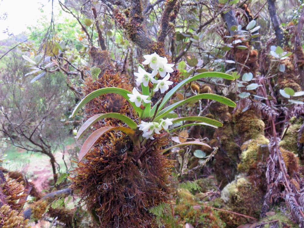 26. Angraecum striatum - Ø - Orchidaceae.jpeg