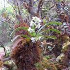 26. Angraecum striatum - Ø - Orchidaceae.jpeg