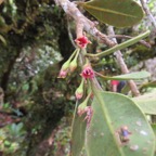 35. Fleurs de Sideroxylon borbonicum - Bois de fer batard-Natte coudine-… - SAPOTACEAE - Endémique Réunion.jpeg