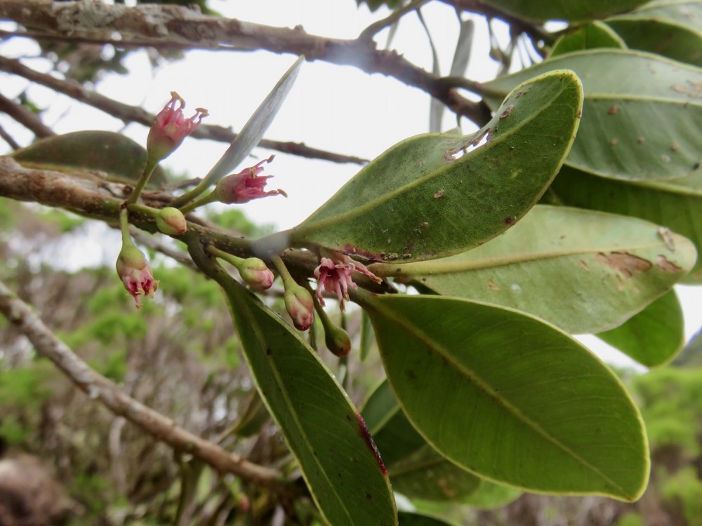 36. Fleurs de Sideroxylon borbonicum - Bois de fer batard-Natte coudine-… - SAPOTACEAE - Endémique Réunion.jpeg