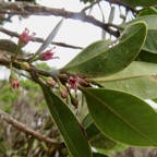36. Fleurs de Sideroxylon borbonicum - Bois de fer batard-Natte coudine-… - SAPOTACEAE - Endémique Réunion.jpeg