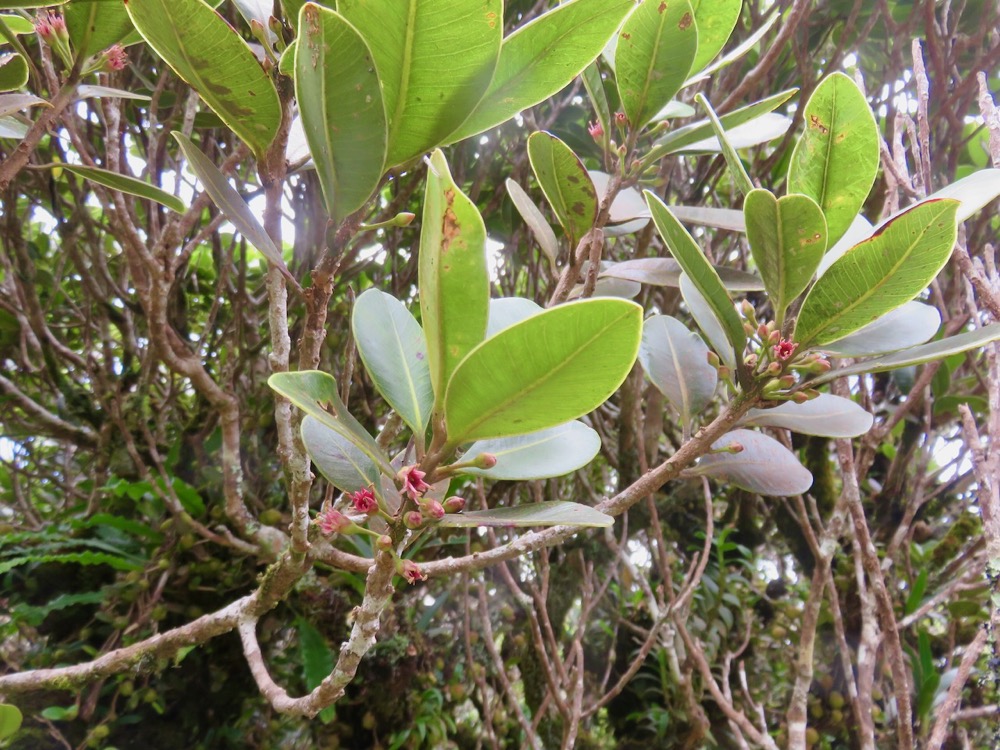 37. Fleurs de Sideroxylon borbonicum - Bois de fer batard-Natte coudine-… - SAPOTACEAE - Endémique Réunion.jpeg