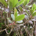 37. Fleurs de Sideroxylon borbonicum - Bois de fer batard-Natte coudine-… - SAPOTACEAE - Endémique Réunion.jpeg