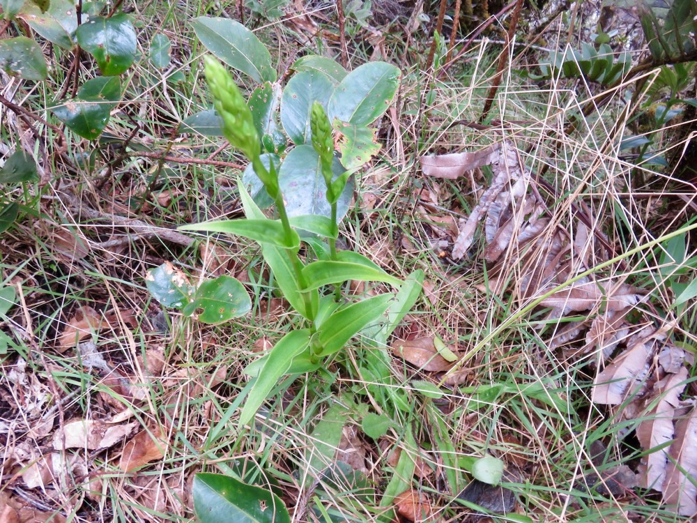 41. ??? Benthamia spiralis Orchidaceae Indigène La Réunion.jpeg
