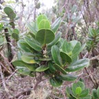 44. ??? Melicope coodeana Catafaille à petites feuilles - endémique Réunion.jpeg