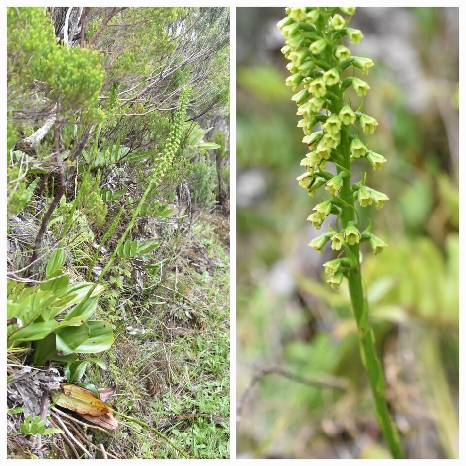 Benthamia latifolia - ORCHIDOIDEAE - Indigene Reunion - 20230309_230819.jpg
