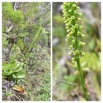 Benthamia latifolia - ORCHIDOIDEAE - Indigene Reunion - 20230309_230819.jpg