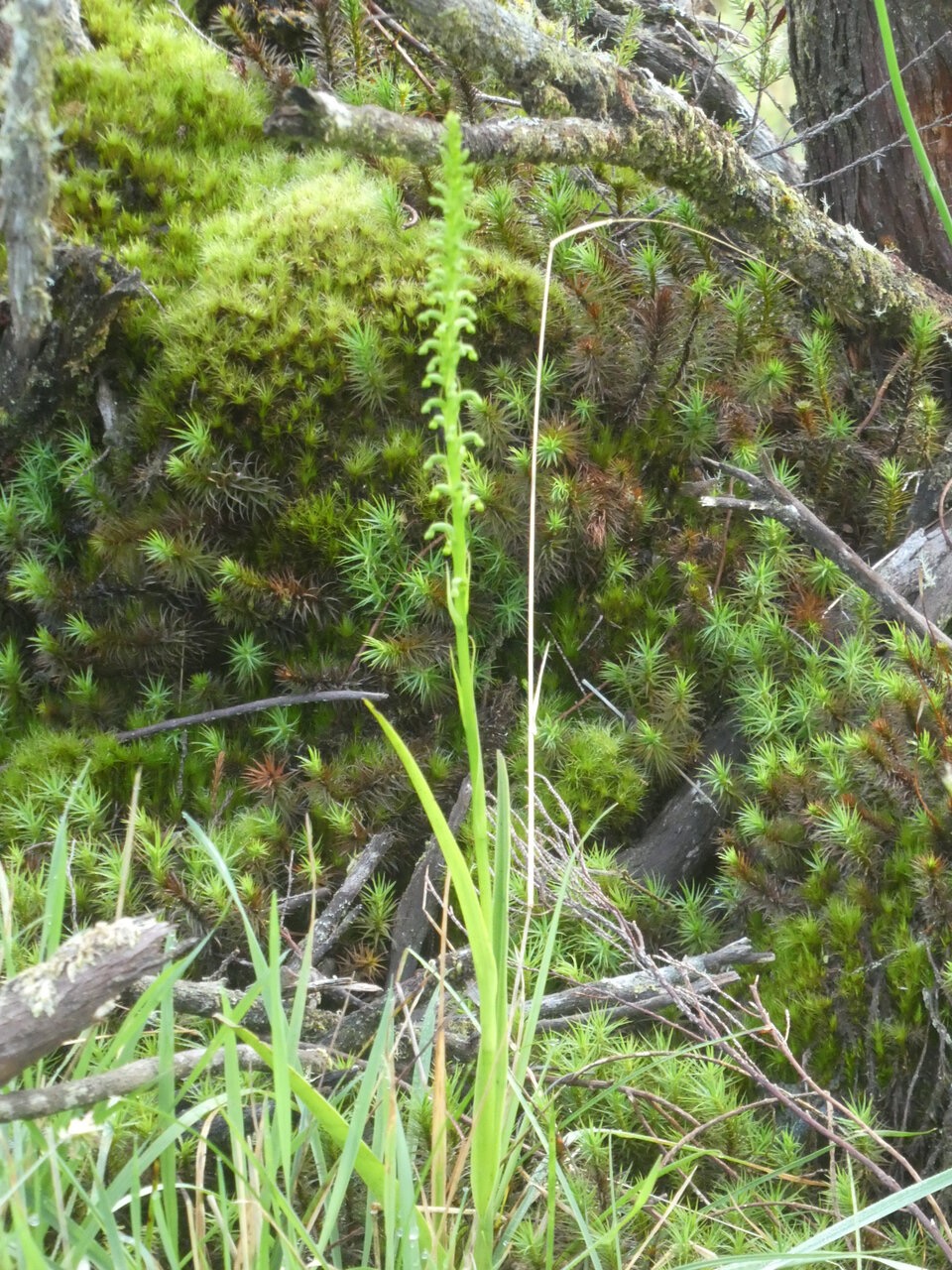 Benthamia spiralis - ORCHIDOIDEAE - Indigene Reunion - P1050879.jpg