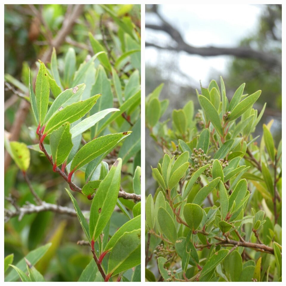 Embelia angustifolia - Liane savon - MYRSINACEAE - Endemique Reunion Maurice - 20230309_230328.jpg