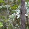 Korthasella opuntia - Souris chaude - SANTALACEAE - Indigene Reunion - P1050950.jpg