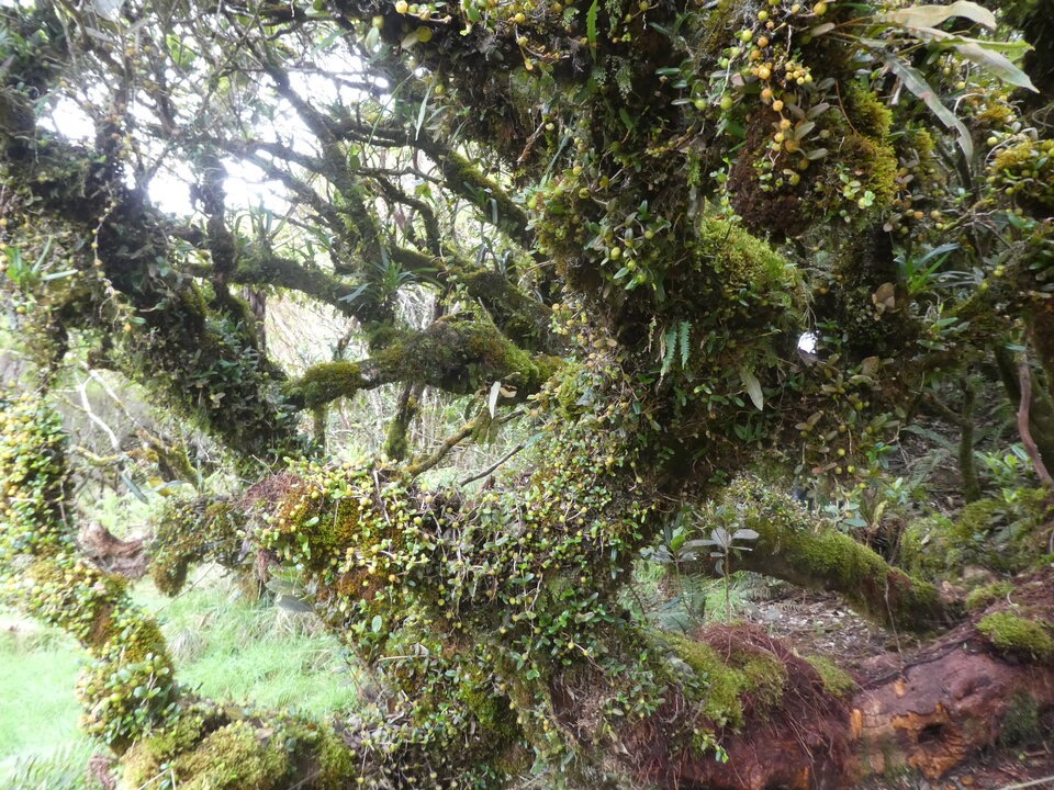 L'arbre à Cecile, Bois carambolesque, Bois de fer batard - Endemique Reunion - P1050943.jpg