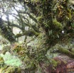 L'arbre à Cecile, Bois carambolesque, Bois de fer batard - Endemique Reunion - P1050943.jpg