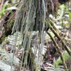 Vittaria isoetifolia - fougere ficelle - PTERIDACEAE - Indigene Reunion - MB3_1319.jpg