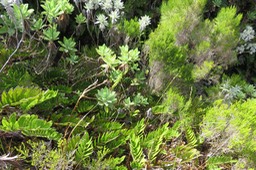 12 Helichrysum heliotropifolium - Velours blanc -ASTERACEE - Endémique  + Parablechnum marginatum (ex. Blechnum marginatum) - Ø - Blechnaceae - Endémique La Réunion  + Branle vert