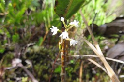 13 Parablechnum marginatum (ex. Blechnum marginatum) - Ø - Blechnaceae - Endémique La Réunion