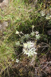 15 Helichrysum arnicoides - Petit velours blanc - ASTERACEE Endémique