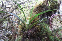 16 Angreacum striatum - Ø - Orchidaceae